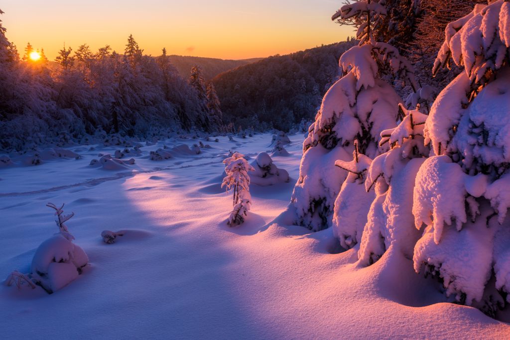 Зима, Заснеженный, Восход, HD, 2K