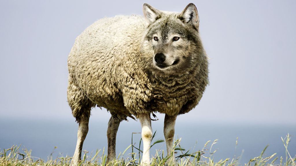 Волк В Овечьей Одежде, Wolf, Овца, HD, 2K, 4K, 5K