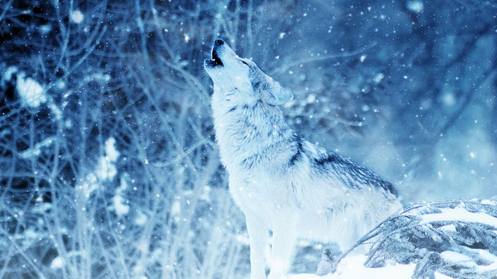 Волк, Winter, Snow, HD, 2K