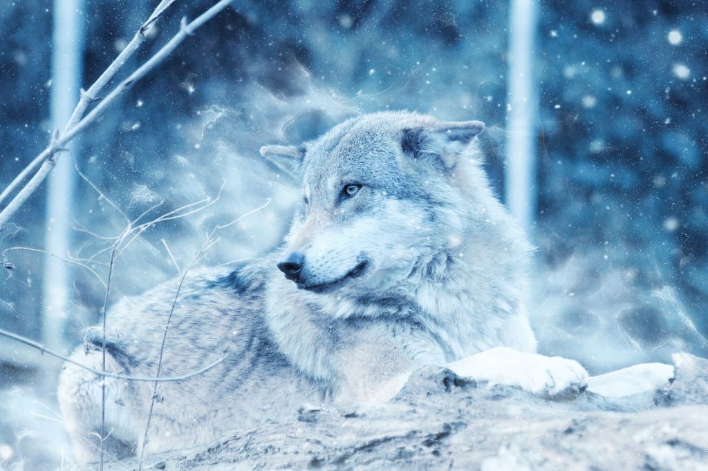 Волк, Дикий, Снег, Зима, Холодная, HD, 2K
