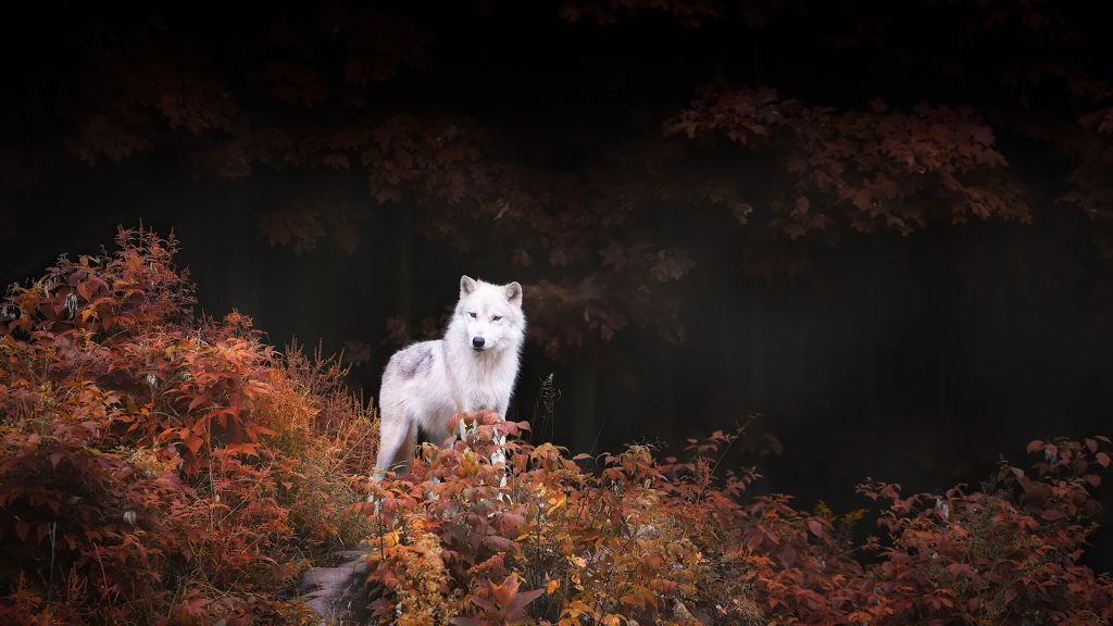 Волк, Белый, Осень, Лес, HD, 2K, 4K