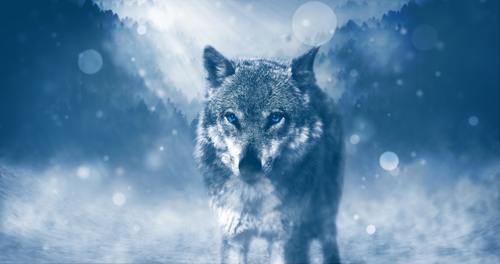 Волк, Зима, Голубые Глаза, 4К, HD, 2K, 4K