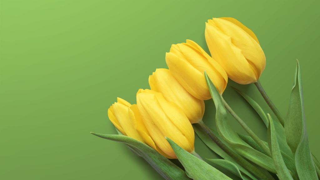 Желтые Тюльпаны, Зеленый Фон, HD, 2K, 4K