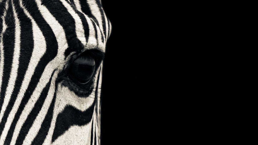 Зебра, Глаз, Черный Белый, Пара, Милые Животные, HD, 2K, 4K
